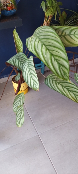 Calathea