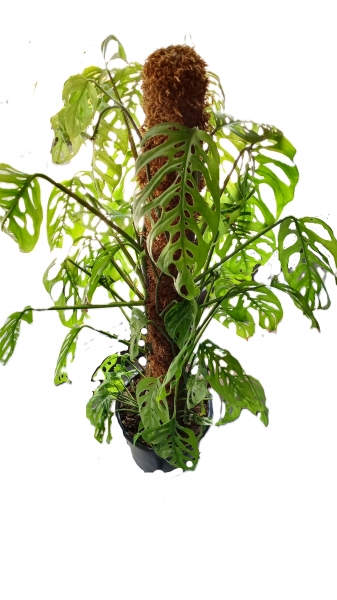 Monstera Monkey