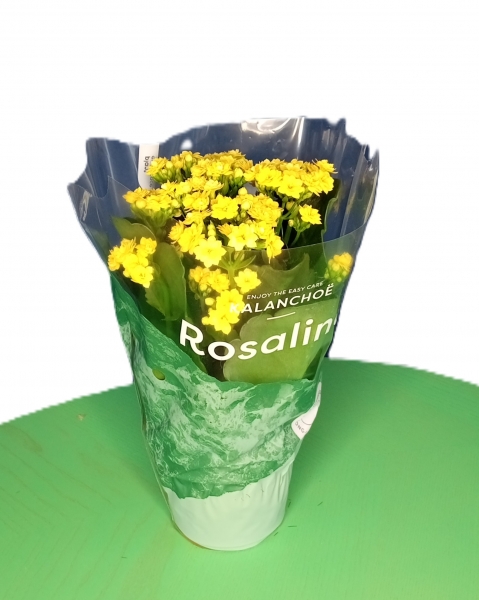 Kalanchoe