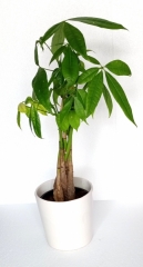 Pachira