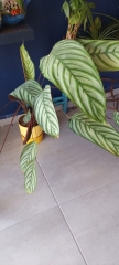 Calathea
