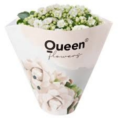 Kalanchoe