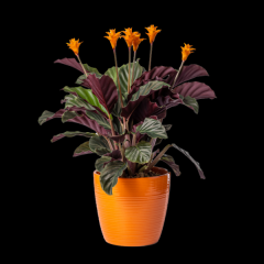 CALATHEA CROCATA